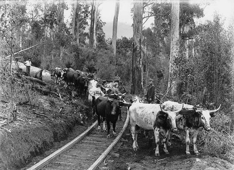 Log Hauling